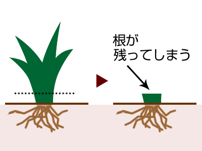 根っこの部分が残る