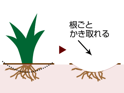 根ごとかき取る事が出来る